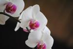 Orchids 644784 180